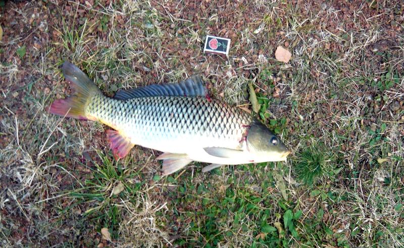 Fishing on the river "Southern Bug"- Ukraine